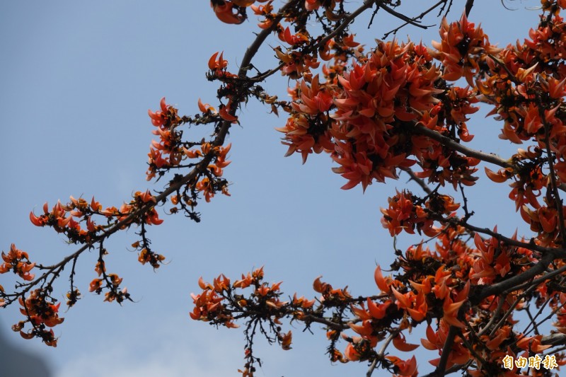 膠蟲樹的橘紅色花朵熱情四射。（記者劉曉欣攝）