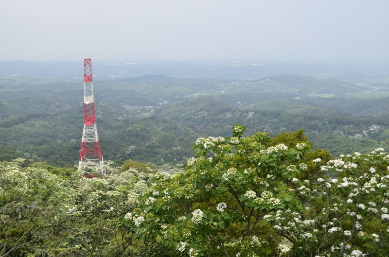 苗栗縣銅鑼鄉「天空步道」是全台少數可以由上往下俯瞰桐花美景之處。（銅鑼鄉公所提供）