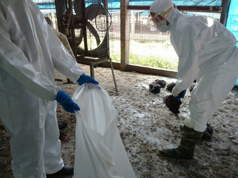 彰化二林一處土雞場昨天確診H5N2亞型高病原性禽流感，今天撲殺2.7萬多隻土雞。（彰化動防所提供）