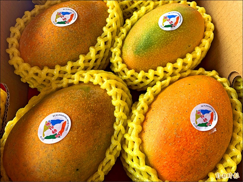 台東 夏雪芒果豐收台東縣府拓通路 地方 自由時報電子報
