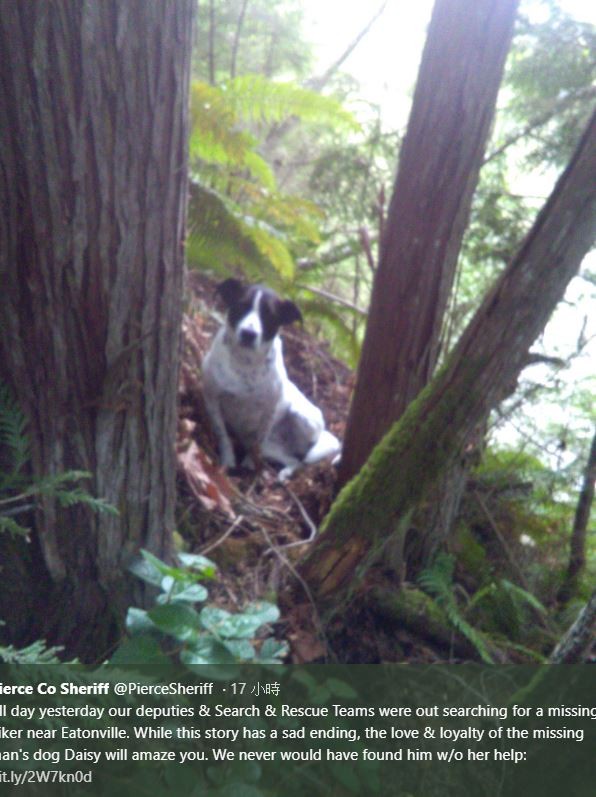 美國1隻忠犬不只陪著主人爬山，在主人不幸猝死之後，也忠誠地守護在主人的屍體一旁，也因為牠的吠叫聲，才引來搜救人員找到死者的遺體。（圖擷取自推特）