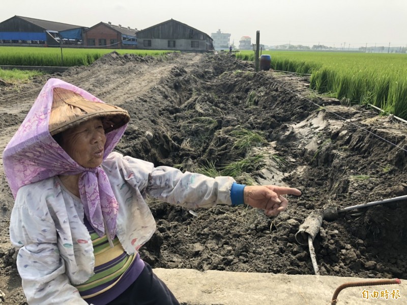 工程包商未告知農民情況下，挖土機輾壓過農田，80歲老婦望著受損農作滿臉無奈。（記者黃淑莉攝）