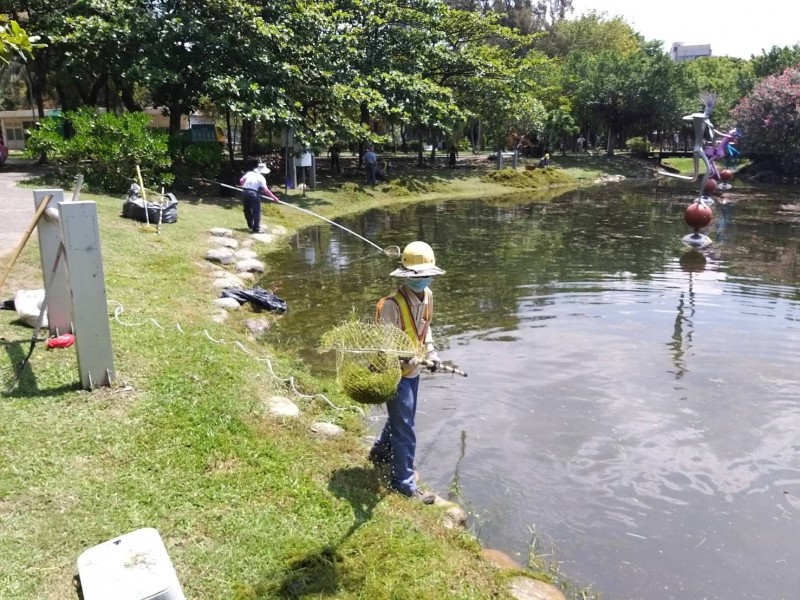 高市養工處派員加強處理中央公園生態池水草。（高市養工處提供）