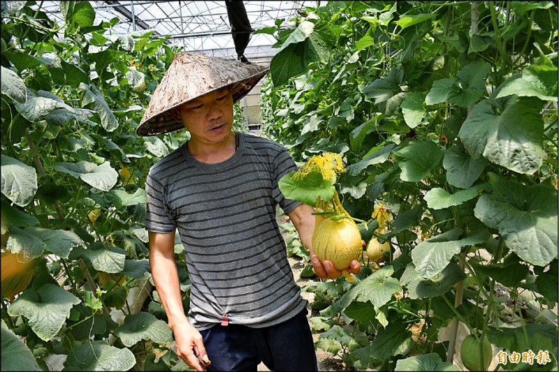 黃天財溫室栽種台灣育種「天蜜洋香瓜」，今年質量均優。（記者林國賢攝）