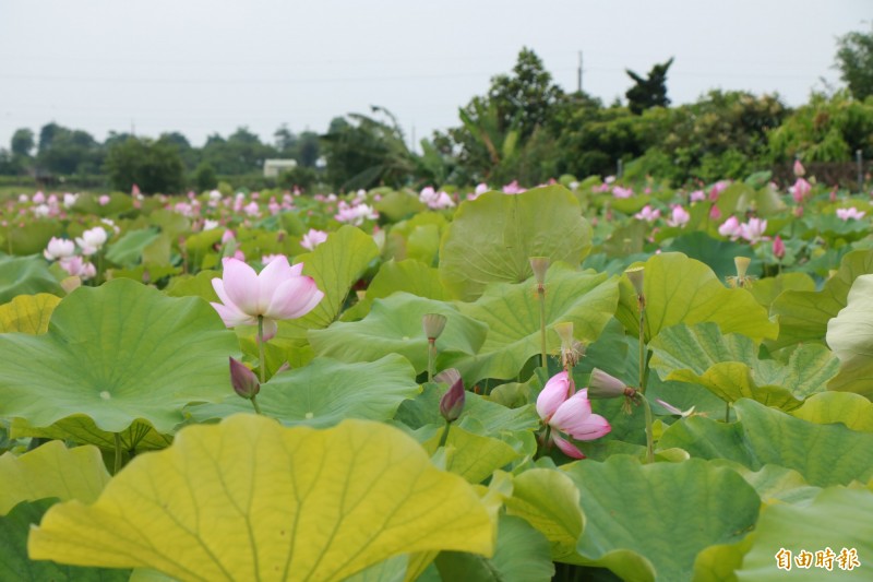 台南善化東勢寮南122線路旁一處蓮田已開滿蓮花，美麗的花海讓地方居民相當驚喜。（記者萬于甄攝）