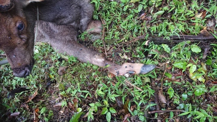 水鹿右前肢受傷無法站立。（圖擷取自新北市政府 動物保護防疫處官網）