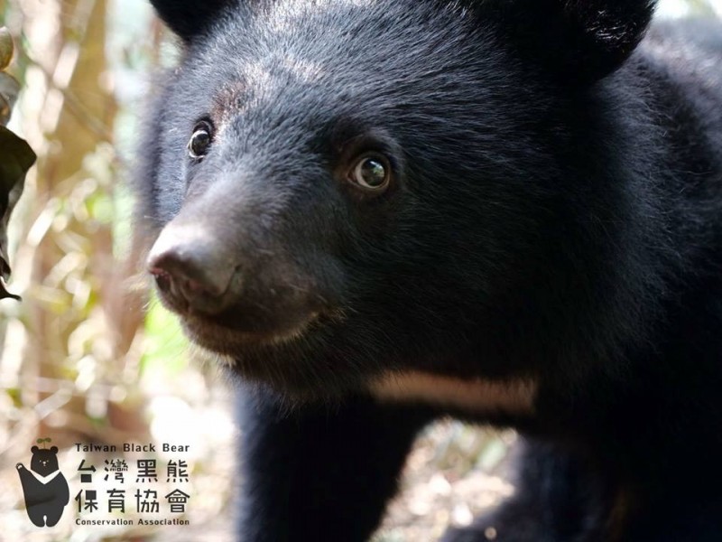 去年7月在南安瀑布步道發現和熊媽媽分開的「南安小熊」，經台灣黑熊保育協會9個月野訓，4月30日搭乘黑鷹直升機抵達花蓮山區野放。（圖擷取自台灣黑熊保育協會臉書）