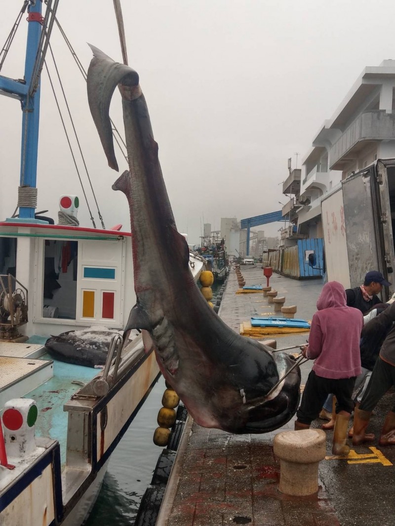 花蓮籍「鑫昇寶36」漁船捕獲一隻已死亡的巨口鯊，返港後主動向海巡署花蓮漁港安檢所通報。（海署署東部分署提供）