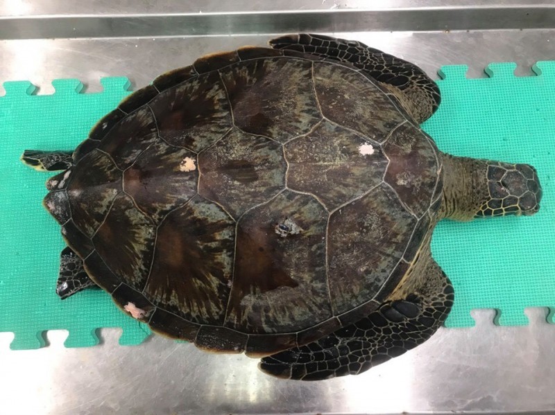 海洋保育署解剖小琉球橫死海龜釐清死因。（海保署提供）