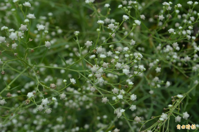銀膠菊開出的小白花像滿天星，花粉還會引發過敏、皮膚炎、鼻炎等症狀。（記者陳建志攝）