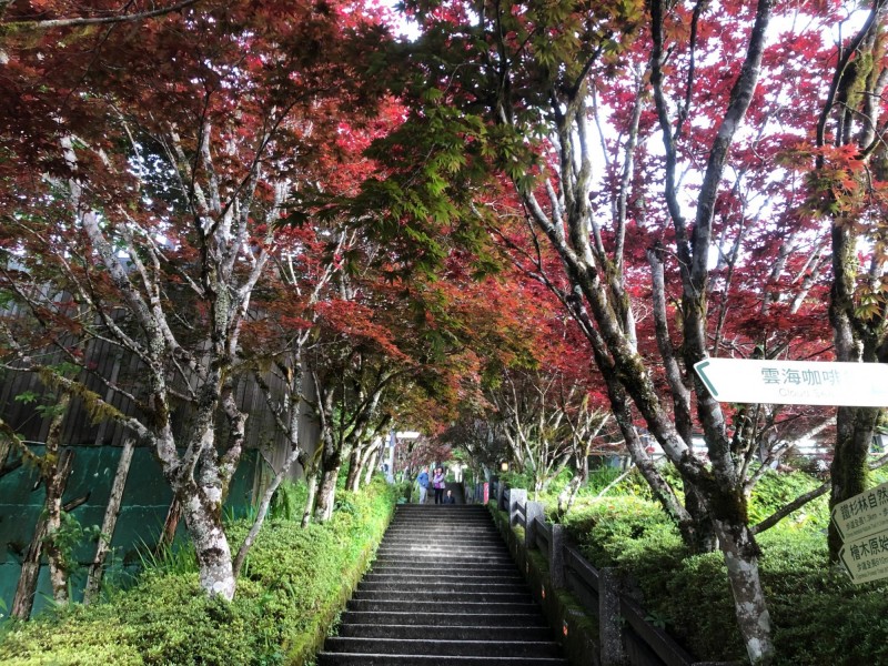 太平山中央階梯兩側的紫葉槭，綻放紫紅色新葉，形成楓紅美景。（記者江志雄翻攝）