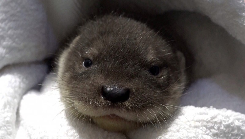 三月九日在台北市立動物園出生的水獺妹妹，模樣可愛，金門縣政府初步建議「青嶼」。（圖由台北市立動物園提供）