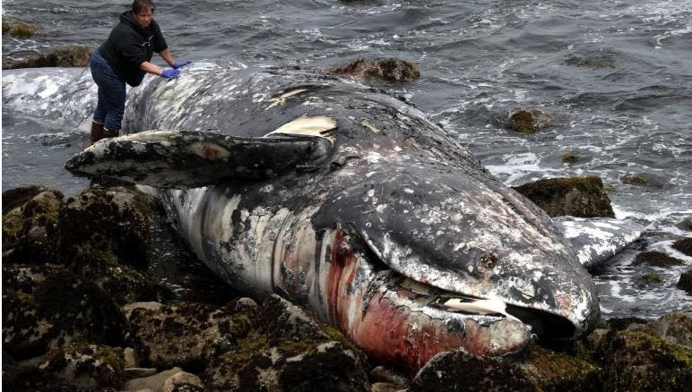 本週二在加利福尼亞州的琳達海灘附近（Linda Mar Beach），發現一隻死因不明被沖上岸的灰鯨，科學家們正在努力調查灰鯨死因。（圖擷取自CNN）
