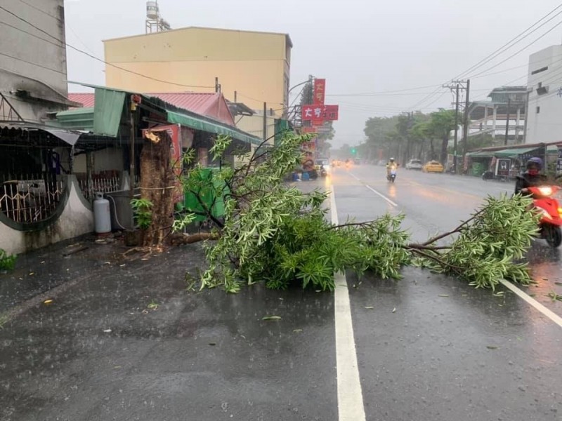 一場強降雨，致路樹橫倒大社區中山路上。（記者洪臣宏翻攝自市議員許慧玉臉書）