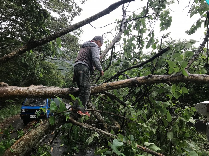 草嶺公路縣道149乙線3公里處南投段發生路樹傾倒在路中央，造成雙方交通中斷，村民以柴刀協助砍樹排除。（尹伶瑛提供）