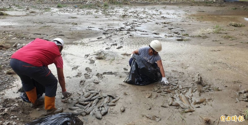 大里溪、頭汴坑溪昨天暴漲消退後，高灘地和岸邊留下大批死魚，三河局今天派人撿拾魚屍，清出1.7噸。（記者陳建志攝）