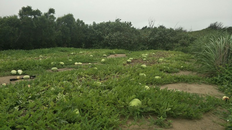 張姓瓜農在外埔田地種植大片西瓜，但近來頻遭竊賊光顧。（記者鄭名翔翻攝）