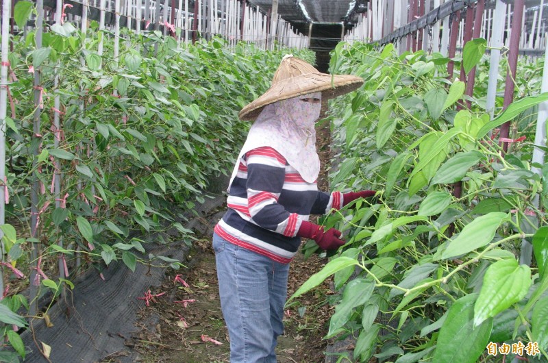 國產荖葉受進口衝擊，立委劉櫂豪促擬修法提高關稅。（記者黃明堂攝）