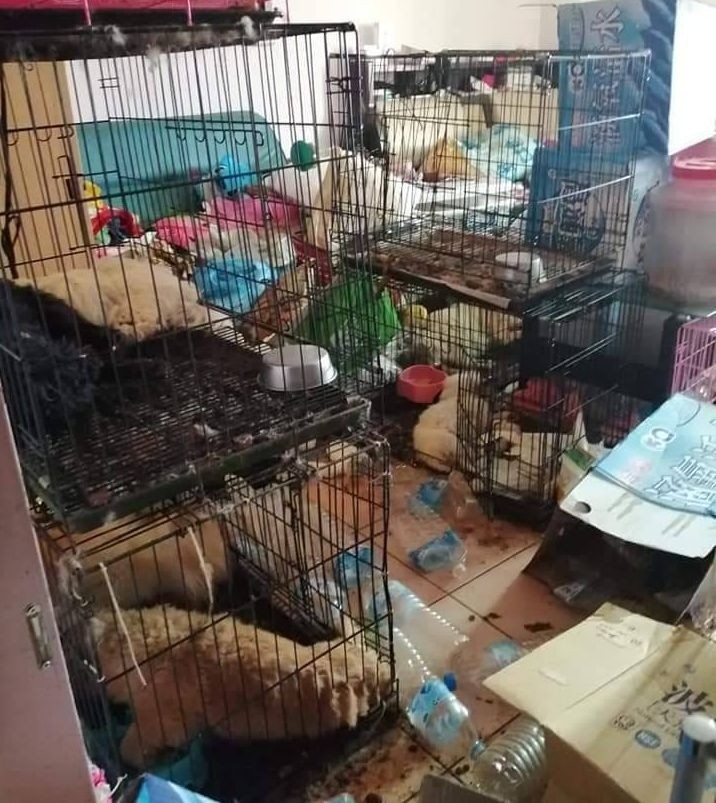 周男租屋處堆滿狗籠，裡面飼養的10多狗狗全都餓死發臭。（記者陳建志翻攝）