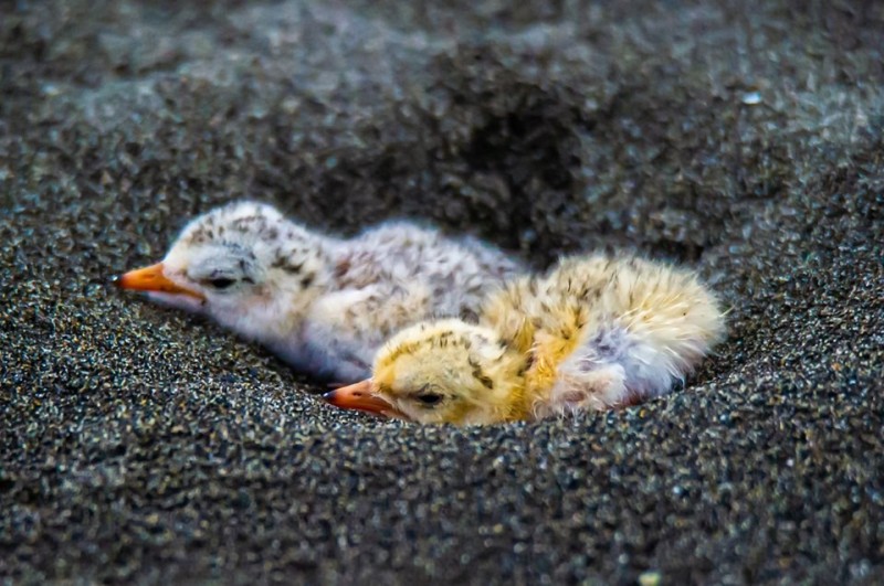 宜蘭海邊的小燕鷗鳥蛋陸續孵化,幼鳥很萌很可愛。(圖由賴姓鳥友提供) 宜蘭海邊的小燕鷗鳥蛋陸續孵化,幼鳥很萌很可愛。(圖由賴姓鳥友提供)