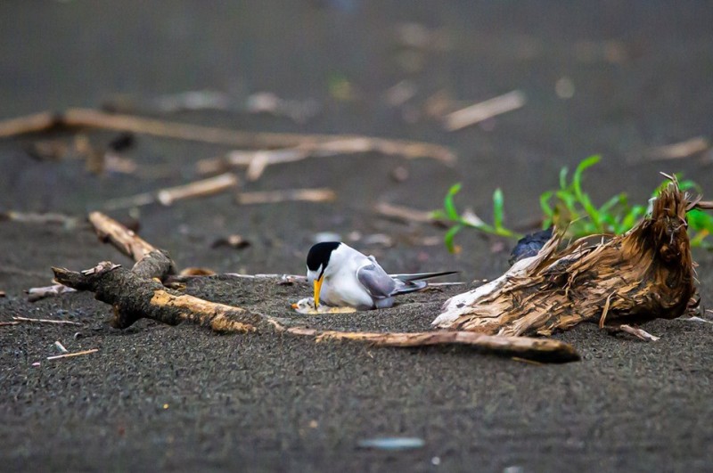 鳥媽媽與幼鳥親密互動。(圖由賴姓鳥友提供) 鳥媽媽與幼鳥親密互動。(圖由賴姓鳥友提供)