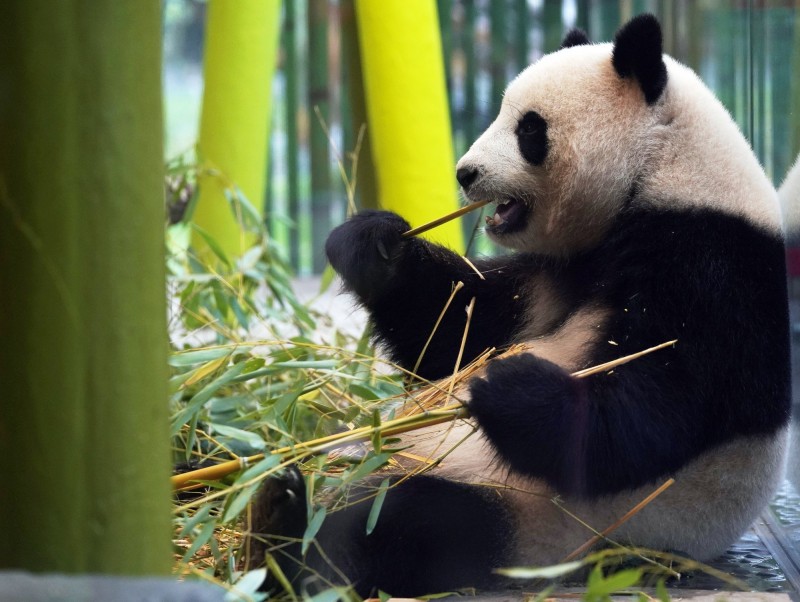 柏林動物園年度報告指出，中國貓熊「夢夢」和「嬌慶」平均一年要吃掉31噸竹子，耗資百萬歐元。（歐新社）