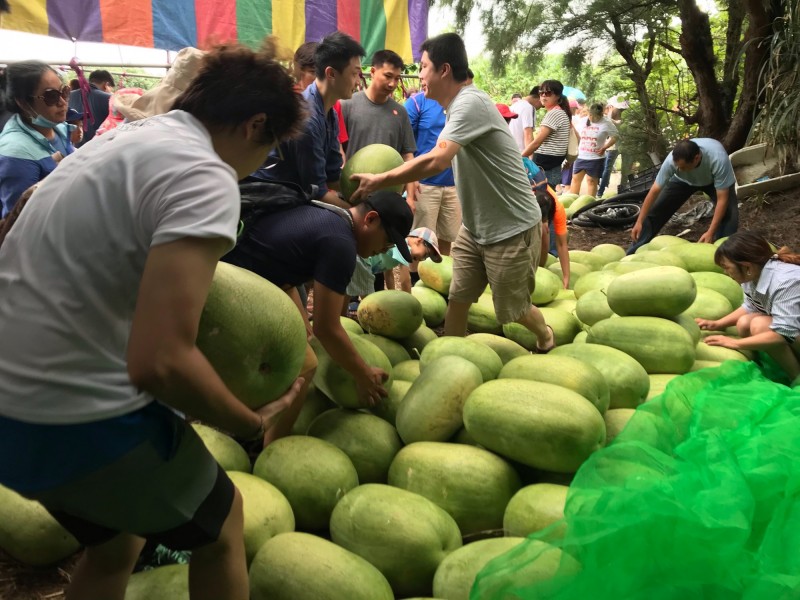 不少民眾直接到產地挑選白沙屯西瓜。（記者張勳騰翻攝）