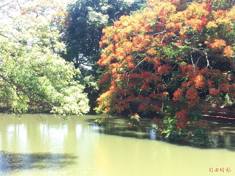 池畔鳳凰花倒影成了攝影家私密景點。（記者蔡宗勳攝）