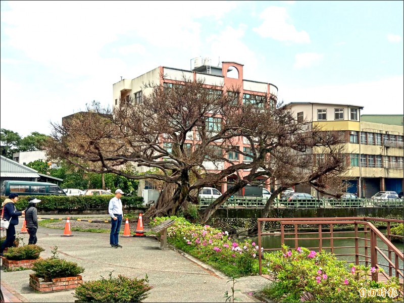 頭城鎮史雲湖畔旁的百年雀榕，今年春節過後枯萎，一度被里民認為救不回來。（記者張議晨攝）