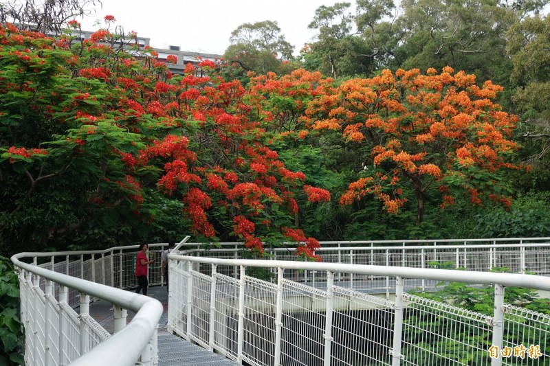 八卦山天空步道鳳凰花大開。（記者劉曉欣攝）