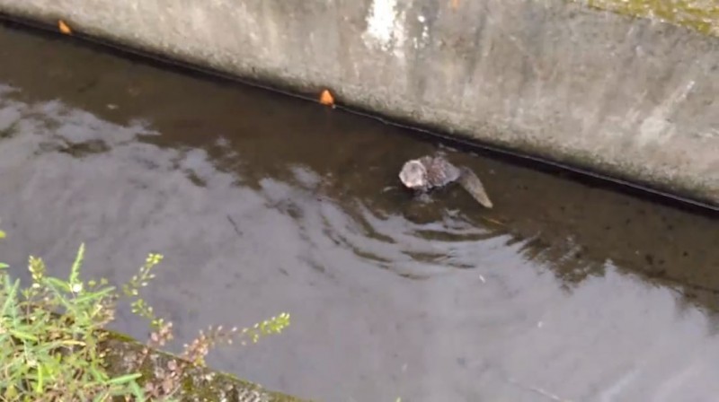 民眾在宜蘭稻田旁發現1隻珍貴的二級保育類動物，引發網友熱議。（圖擷取自宜蘭知識+）