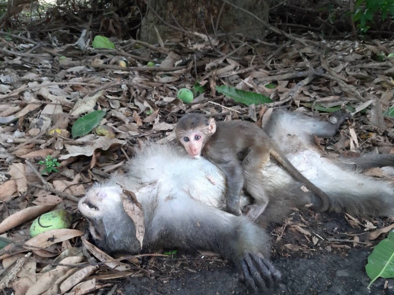 不知母猴已斷氣小猴仍緊抱媽媽撒嬌。（蔡志廷提供）