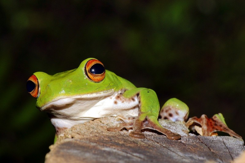 旅蛙 真蛙 版 莫氏樹蛙躲竹葉來台北觀光 生活 自由時報電子報