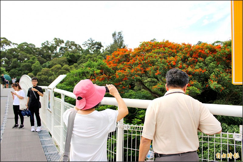 天空步道鳳凰花開，吸引民眾前來賞花拍照。（記者張聰秋攝）