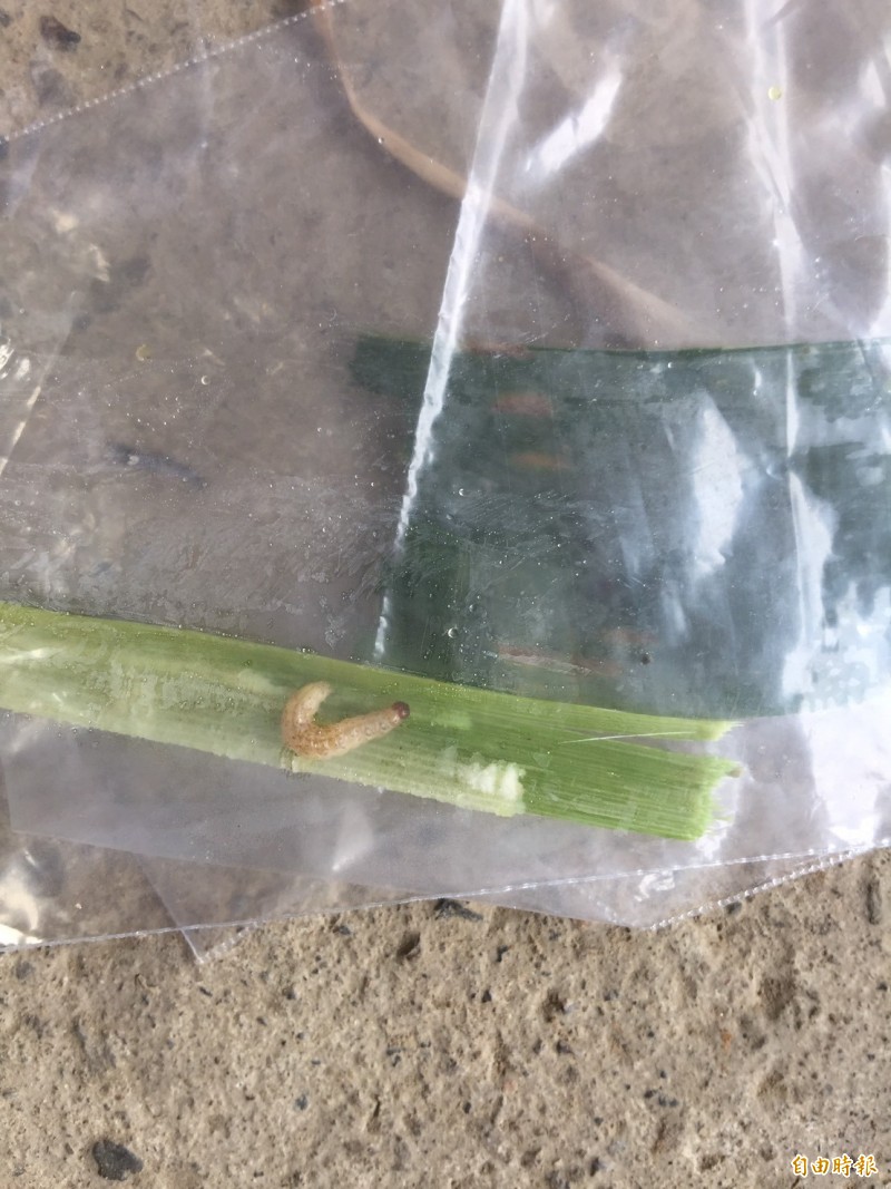 農友驚見疑似秋行軍蟲的害蟲蹤影，經確認原來是台灣常見的「玉米螟」。（桃園市農業局提供）