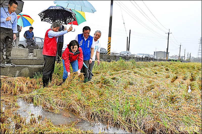 一期稻作倒伏災情擴大，成熟稻穀泡水恐發芽，農民田間巡視心急如焚，盼政府啟動天災救助。（記者黃淑莉攝）