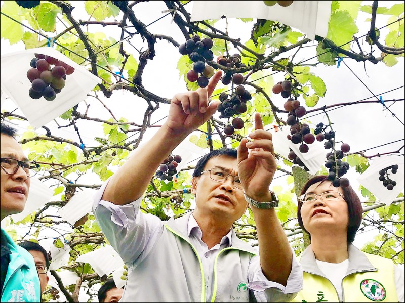 這波豪雨造成夏季葡萄受災嚴重，陳吉仲（中）勘查後當場裁示，彰化列為葡萄災區。（記者顏宏駿攝）