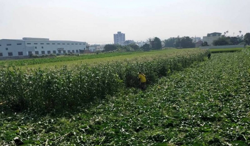 和美鎮玉米田在昨天確認是秋行軍蟲後，今天啟動掩埋銷毀作業。（記者湯世名翻攝）