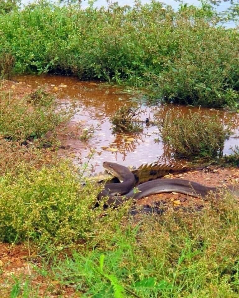 橄欖蟒（olive python）從後方爬上淡水鱷的背上。（翻攝臉書「GG Wildlife Rescue Inc」）