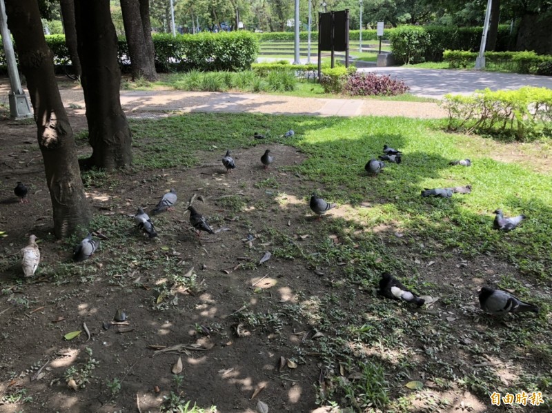 坐落台北市中山區的榮星花園占地寬廣，曾是電影拍攝地點，但因大量鴿子群聚，造成環境髒亂問題，當地里長多次為此向市府求援，卻仍無法有效杜絕鴿群。台北市長柯文哲今竟說「不然辦個抓鴿子大賽」，最後則是裁示，要求公園處「錄影、拍照、開罰」，只要有人在公園餵鴿子，就依法開罰1200元以上6000元以下之罰鍰。（記者沈佩瑤攝）