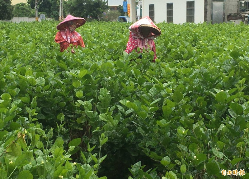 受氣候異常等因素影響，今年花壇鄉茉莉花產量大減7成，創歷來新高。（記者湯世名攝）