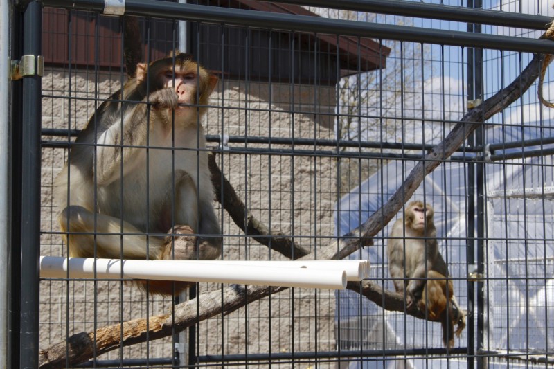 日本沖繩一動物園昨驚傳猴子集體脫籠逃跑事件，原因竟是飼育員忘了把鑰匙收起來，猴子開鎖「逃獄」成功。示意圖，非逃亡當事猴。（美聯社）