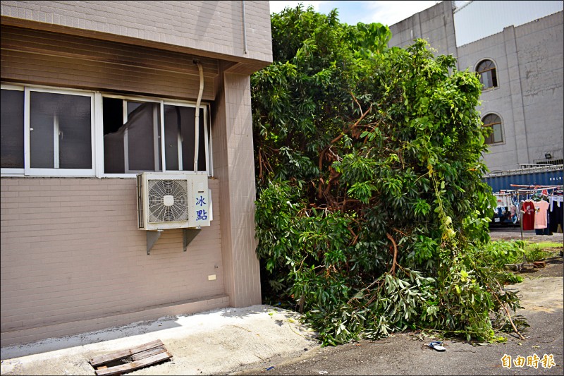 多名外籍移工從２樓跳樓逃生，龍眼樹折斷，還有拖鞋掉在地上。
（記者楊金城攝）