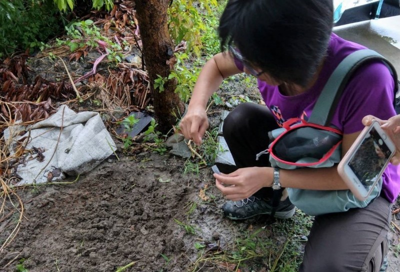 台南市農業局會勘人員到鹽水月津港步道及一旁菜園，採集可疑火蟻蟲體檢驗，證實不是紅火蟻。（記者楊金城翻攝）