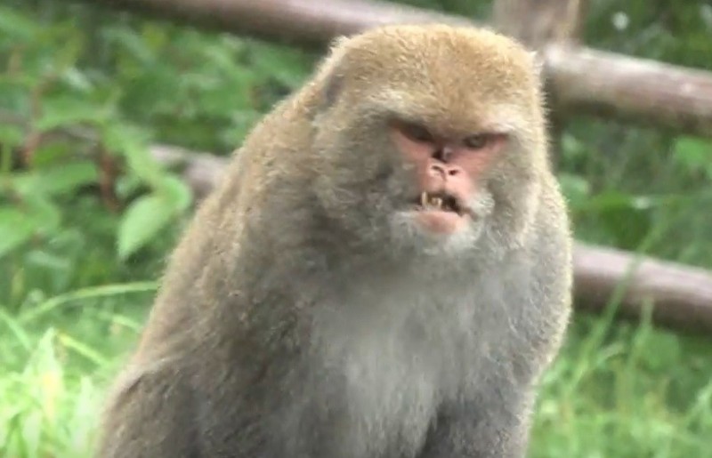 塔塔加石山地區前猴王「阿醜」，在猴王爭霸戰中，與其他公猴打鬥時受傷破相。（取自玉山國家公園管理處網站）