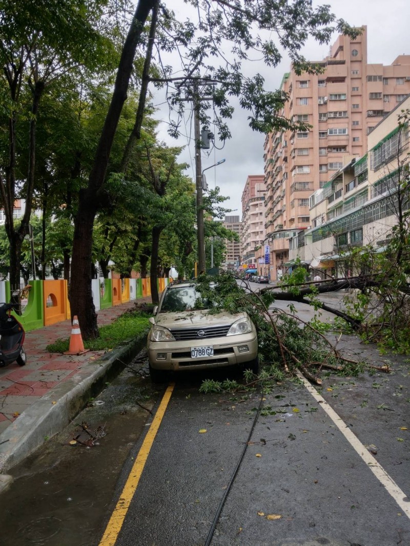 高市風強雨大，鎮北國小大樹倒塌橫躺路中央。 （記者陳文嬋翻攝）（記者陳文嬋攝）