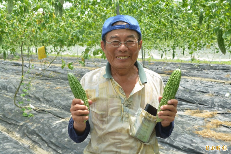 目前投入試種「苦瓜花蓮6號」的觀自在有機農場主人林瑞鵬，採網室培植，透過蜜蜂授粉，成功種植500棵。 （記者王峻祺攝）