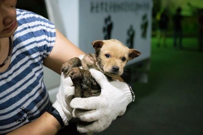 新北市動物保護防疫處7月至10月將提供偏鄉地區辦理母狗、母貓免費絕育活動。（新北市政府動保處提供）