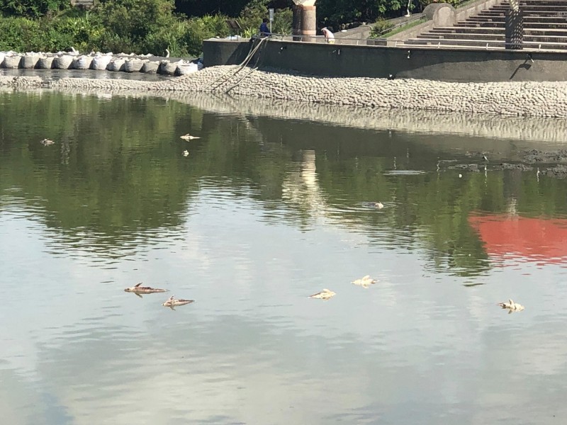 台北大學心湖日前進行清淤工程，卻有民眾拍下魚隻死亡的照片。（翻攝自網路）