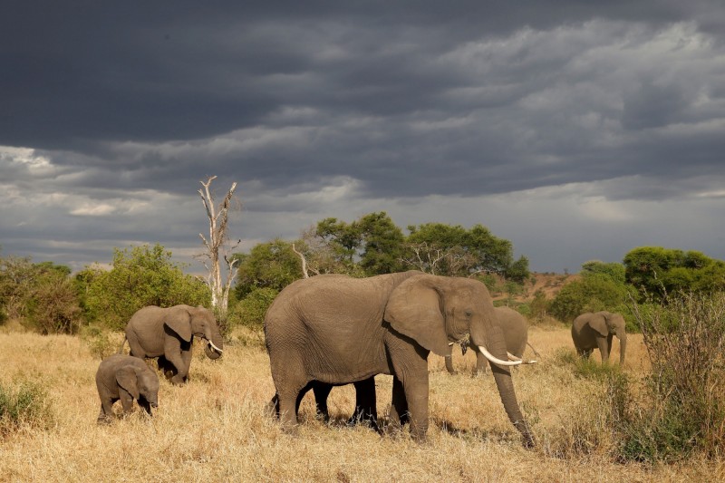 生活於西非和剛果盆地的非洲森林象 （Loxodonta cyclotis）每天吃掉重450斤的植披，看似摧毀生態，不過，有科學期刊指出，非洲象吃掉植披反而使雨林植物質量增加，有助改善氣候變遷問題。（路透）